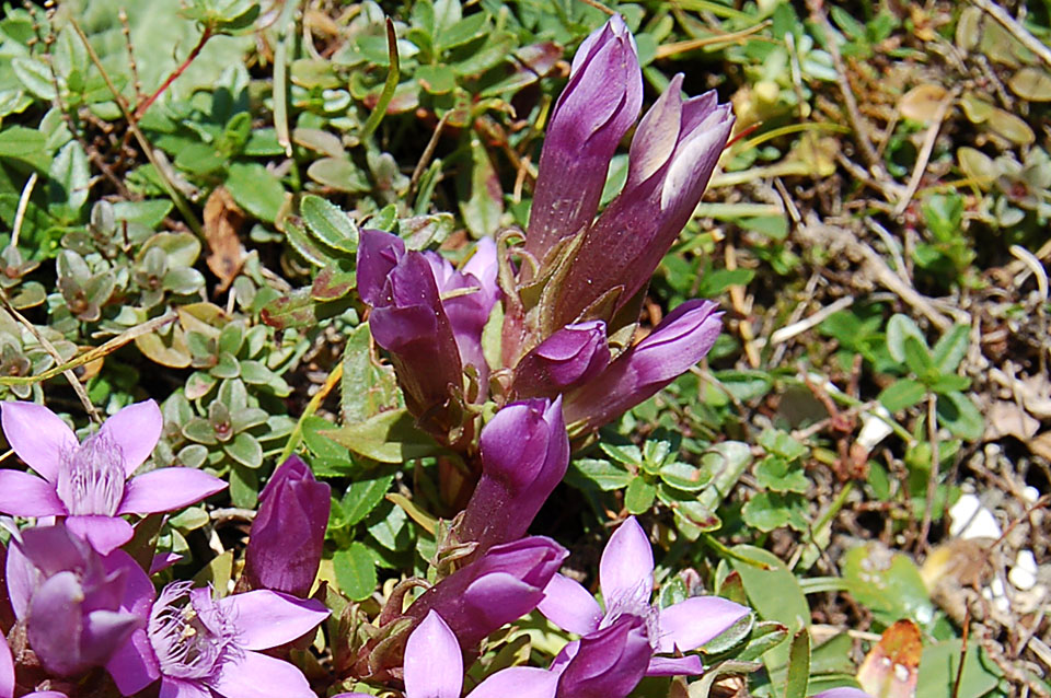 Piccole Dolomiti - Gentianella germanica